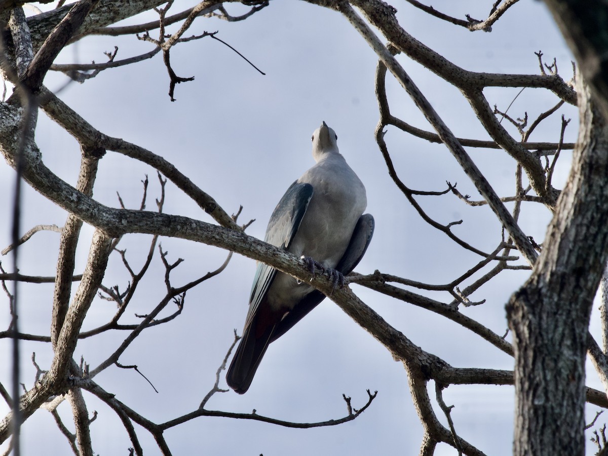 Green Imperial-Pigeon - ML620329426