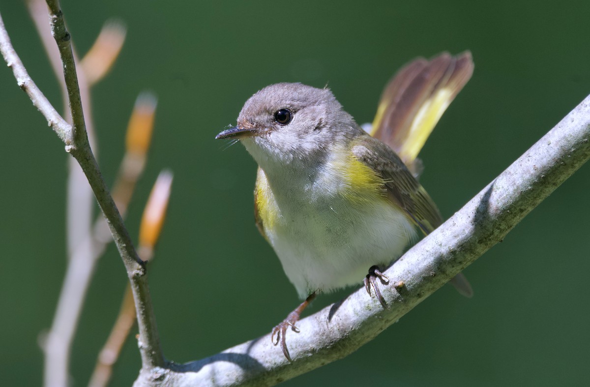 American Redstart - ML620329437