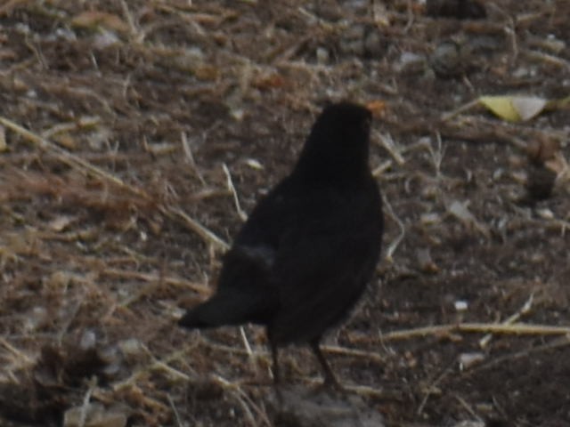 Eurasian Blackbird - ML620329449