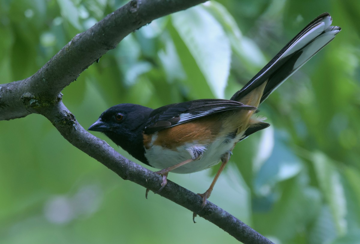 Eastern Towhee - ML620329459