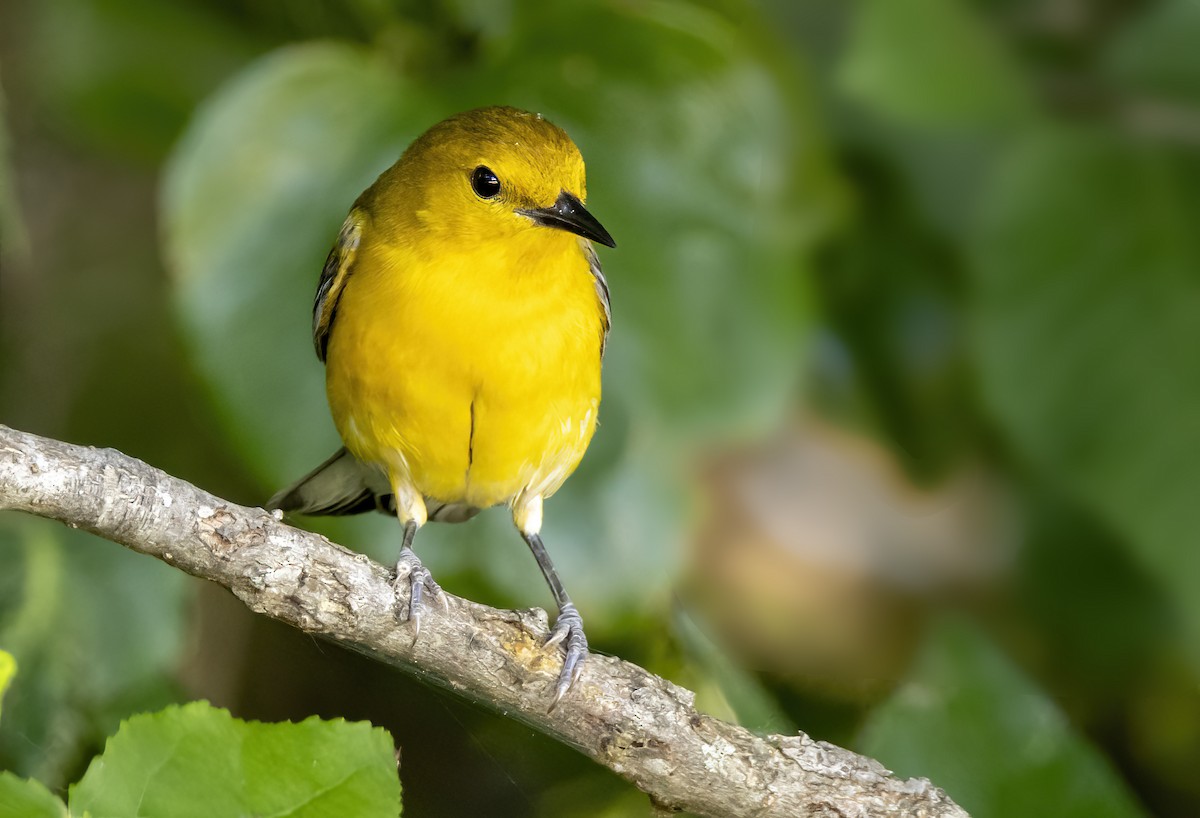 Prothonotary Warbler - ML620329462