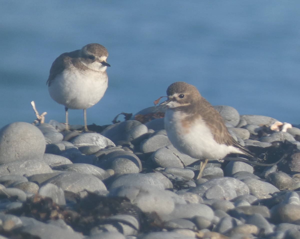 Double-banded Plover - ML620329467