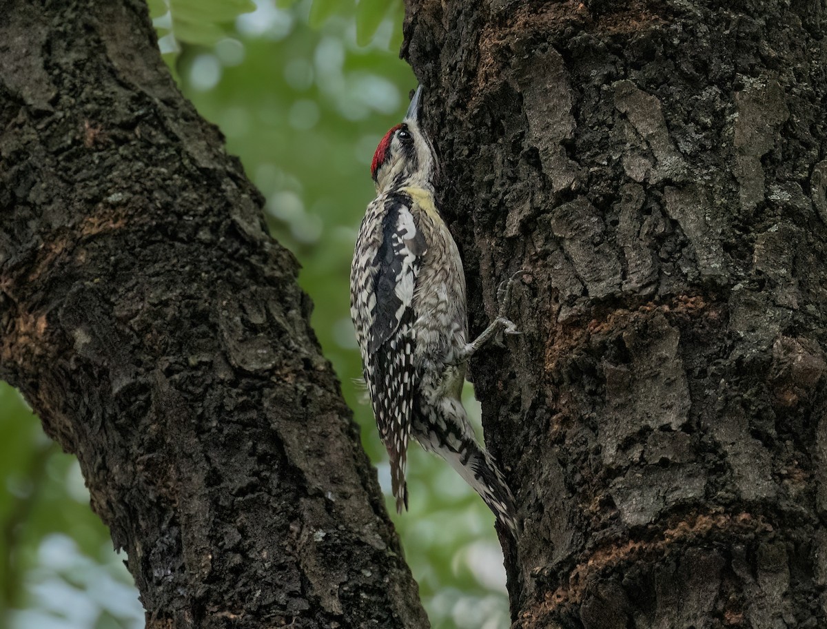 Yellow-bellied Sapsucker - ML620329475