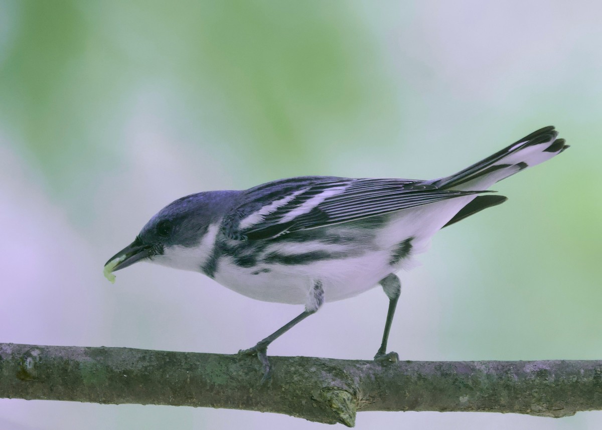 Cerulean Warbler - ML620329486