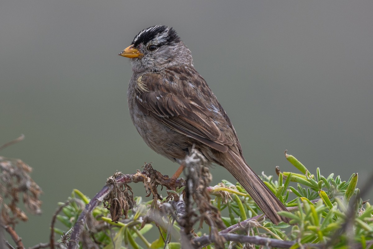 White-crowned Sparrow - ML620329524