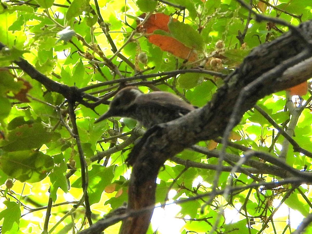 Arizona Woodpecker - ML620329528