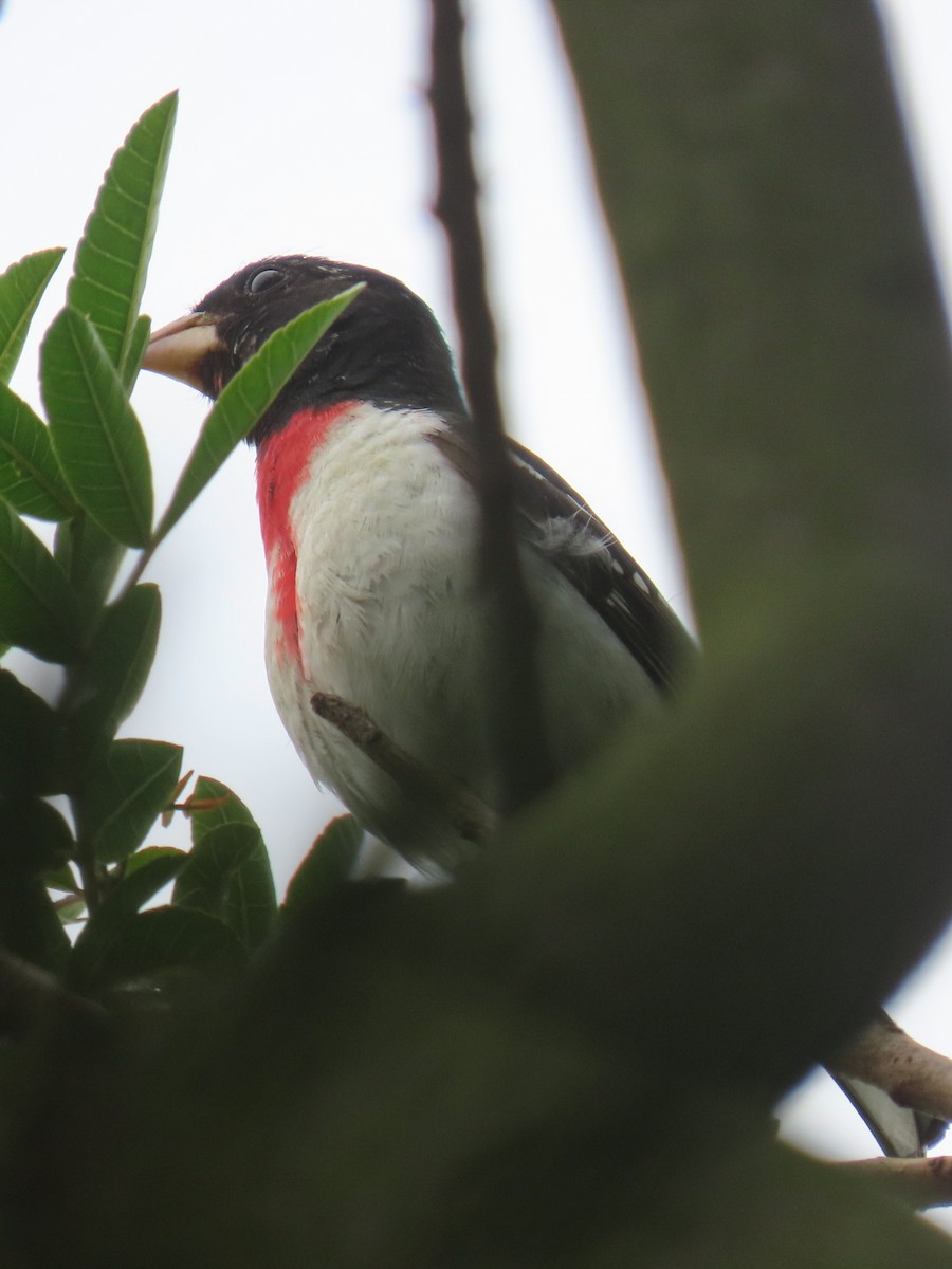 Rose-breasted Grosbeak - ML620329543