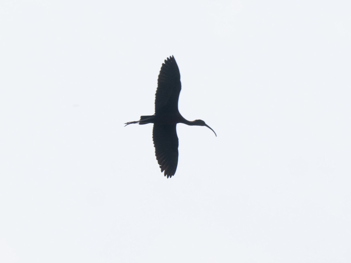 ibis hnědý - ML620329546