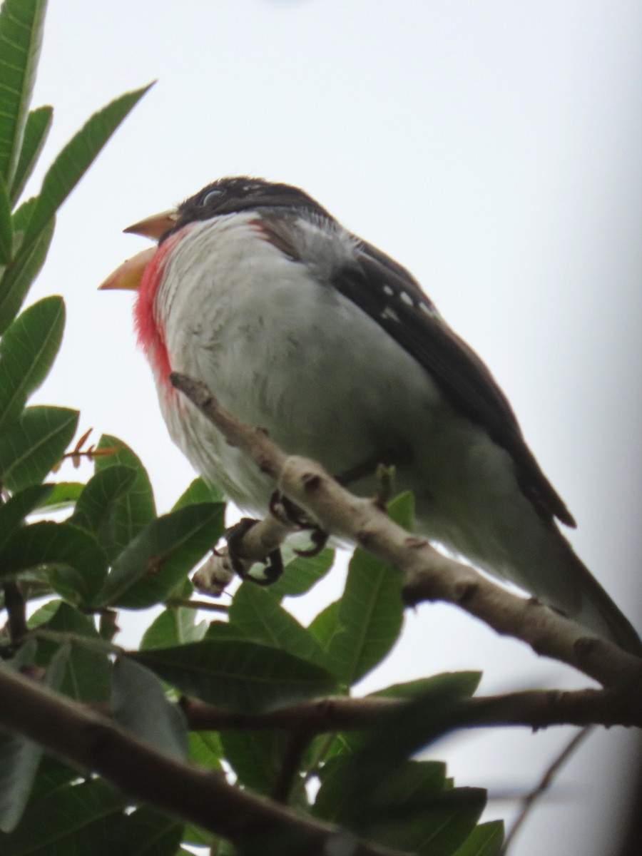 Rose-breasted Grosbeak - ML620329547