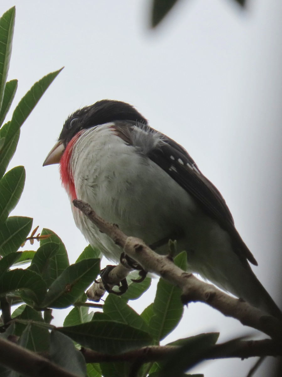 Rose-breasted Grosbeak - ML620329557