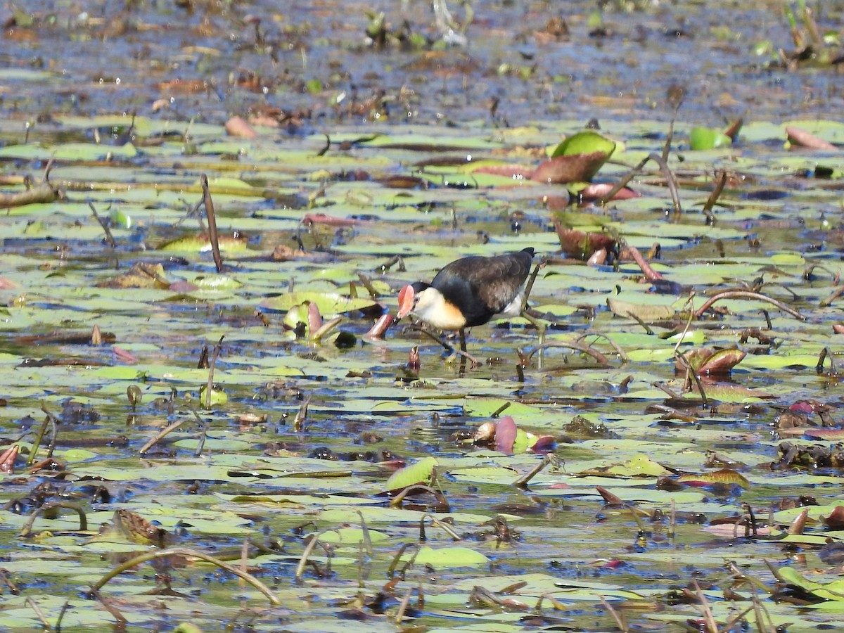 Jacana à crête - ML620329559