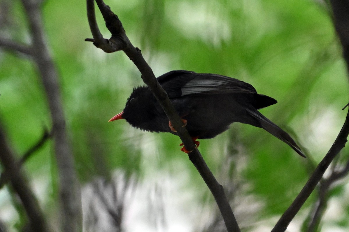 Bulbul Negro - ML620329562