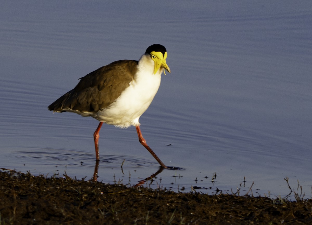 Masked Lapwing - ML620329565