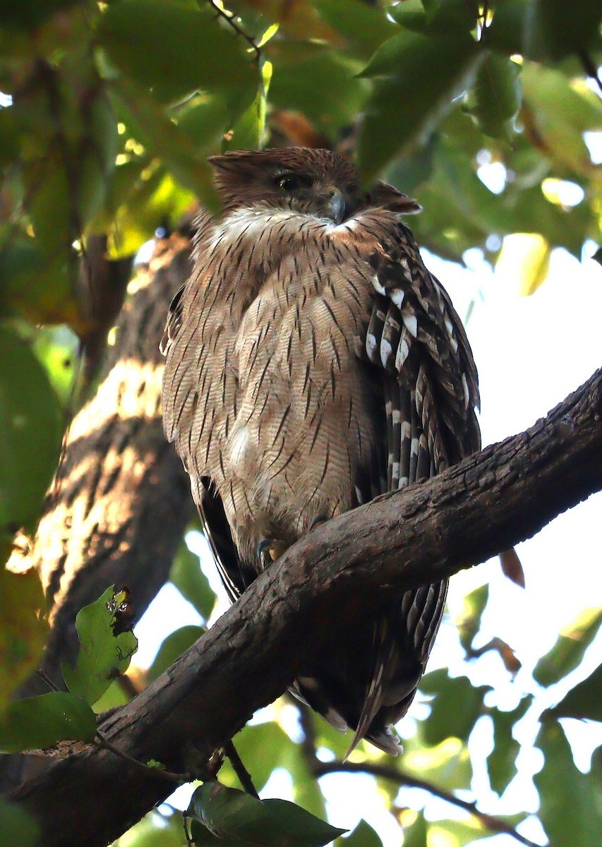 Brown Fish-Owl - ML620329567