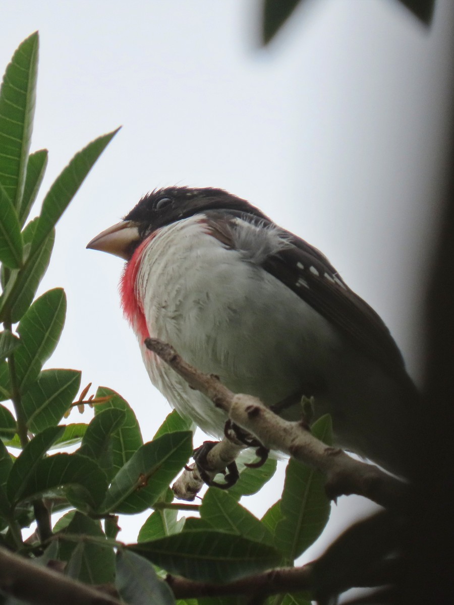 Rose-breasted Grosbeak - ML620329568