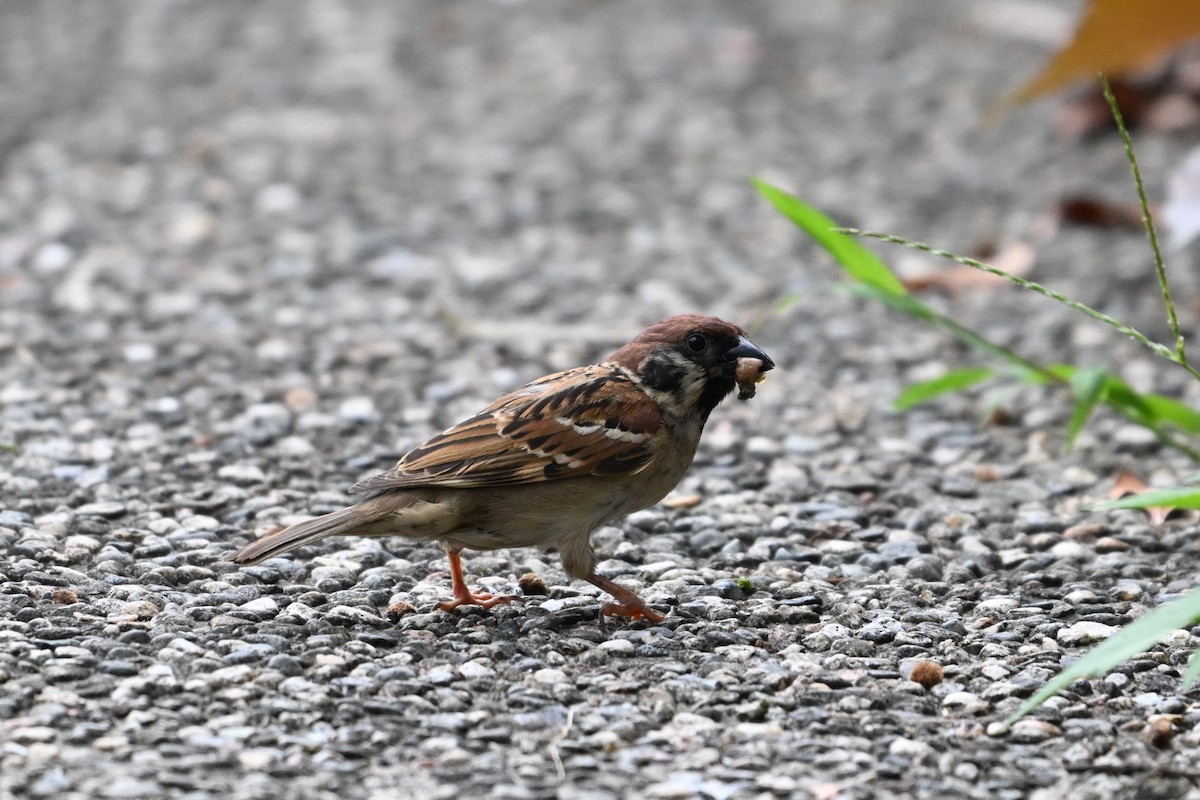 Eurasian Tree Sparrow - ML620329569