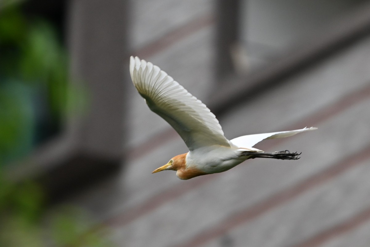 Eastern Cattle Egret - ML620329572