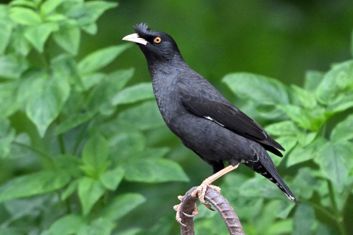 Crested Myna - ML620329585