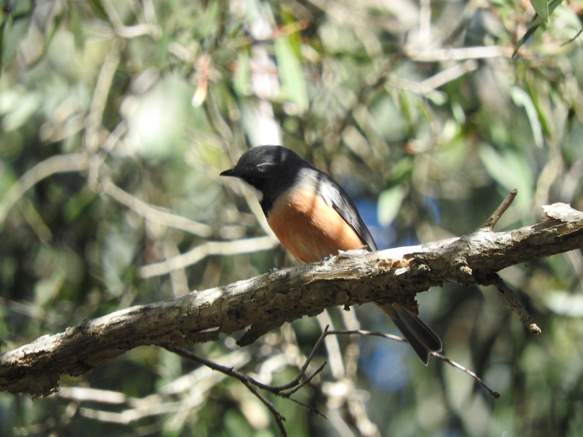 Rufous Whistler - ML620329586