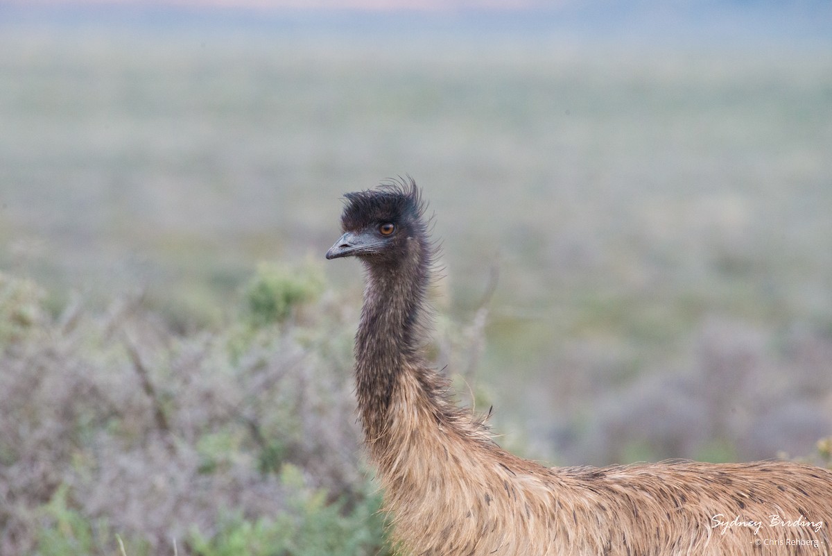 emu hnědý - ML620329599