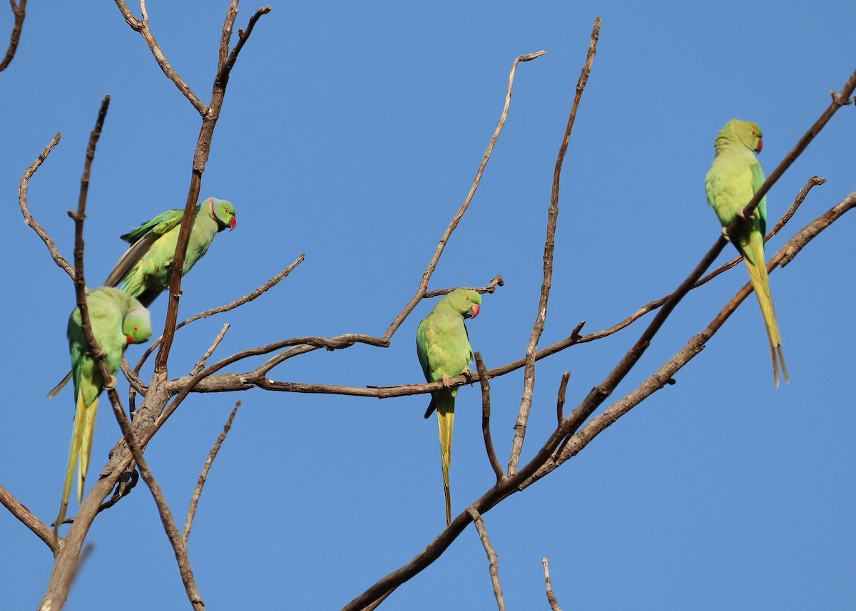 Rose-ringed Parakeet - ML620329603