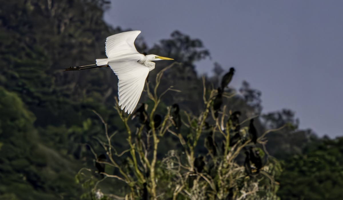 Great Egret - ML620329610