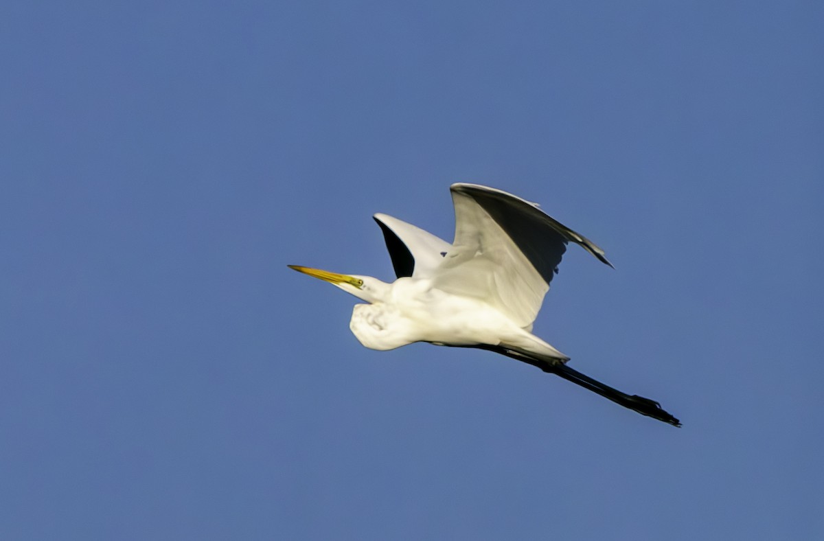 Great Egret - ML620329611