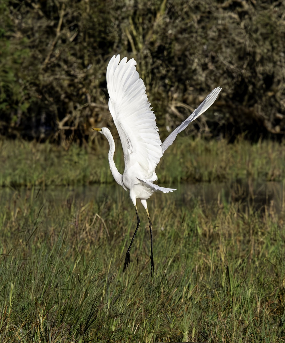 Great Egret - ML620329613