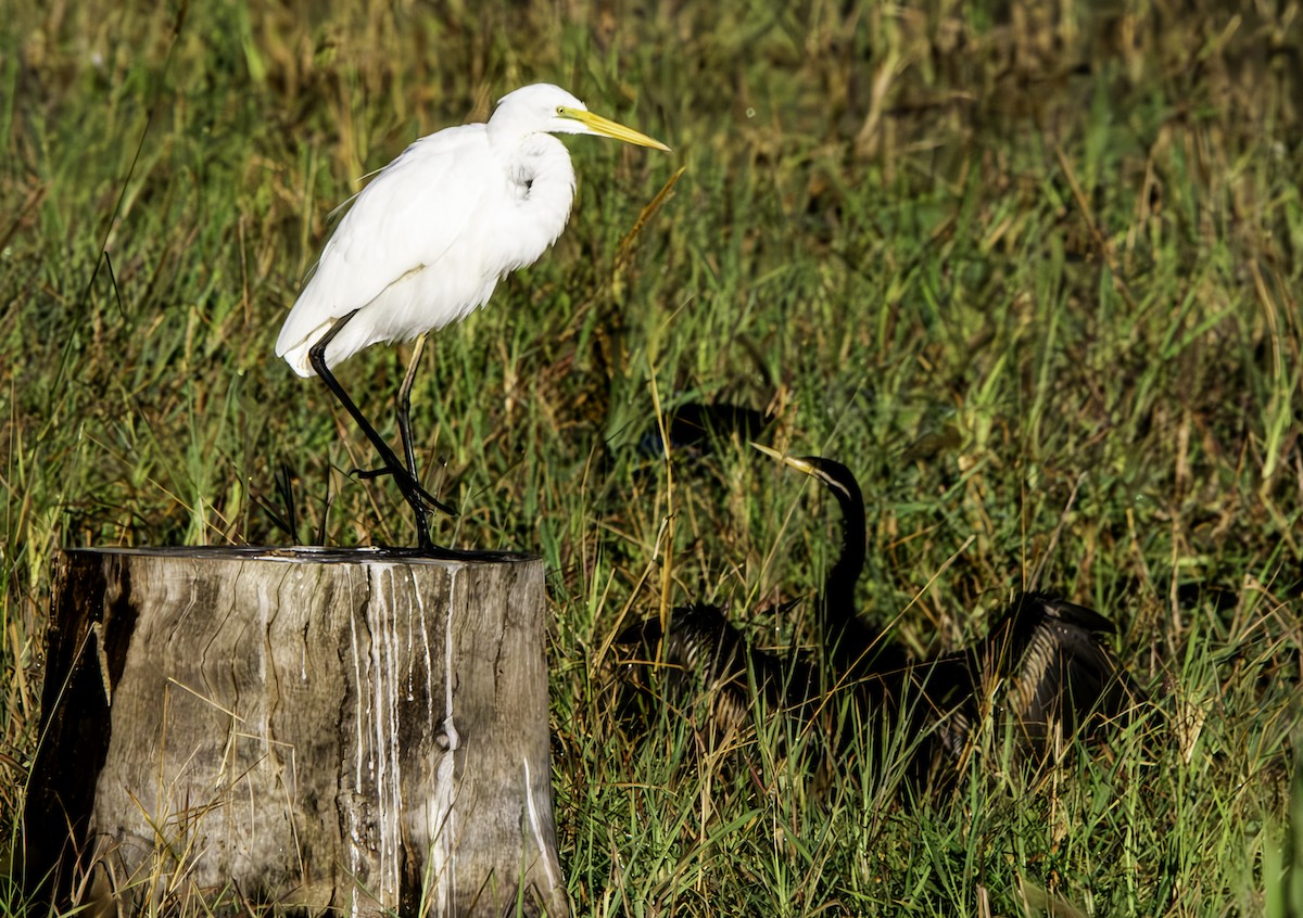 Great Egret - ML620329616