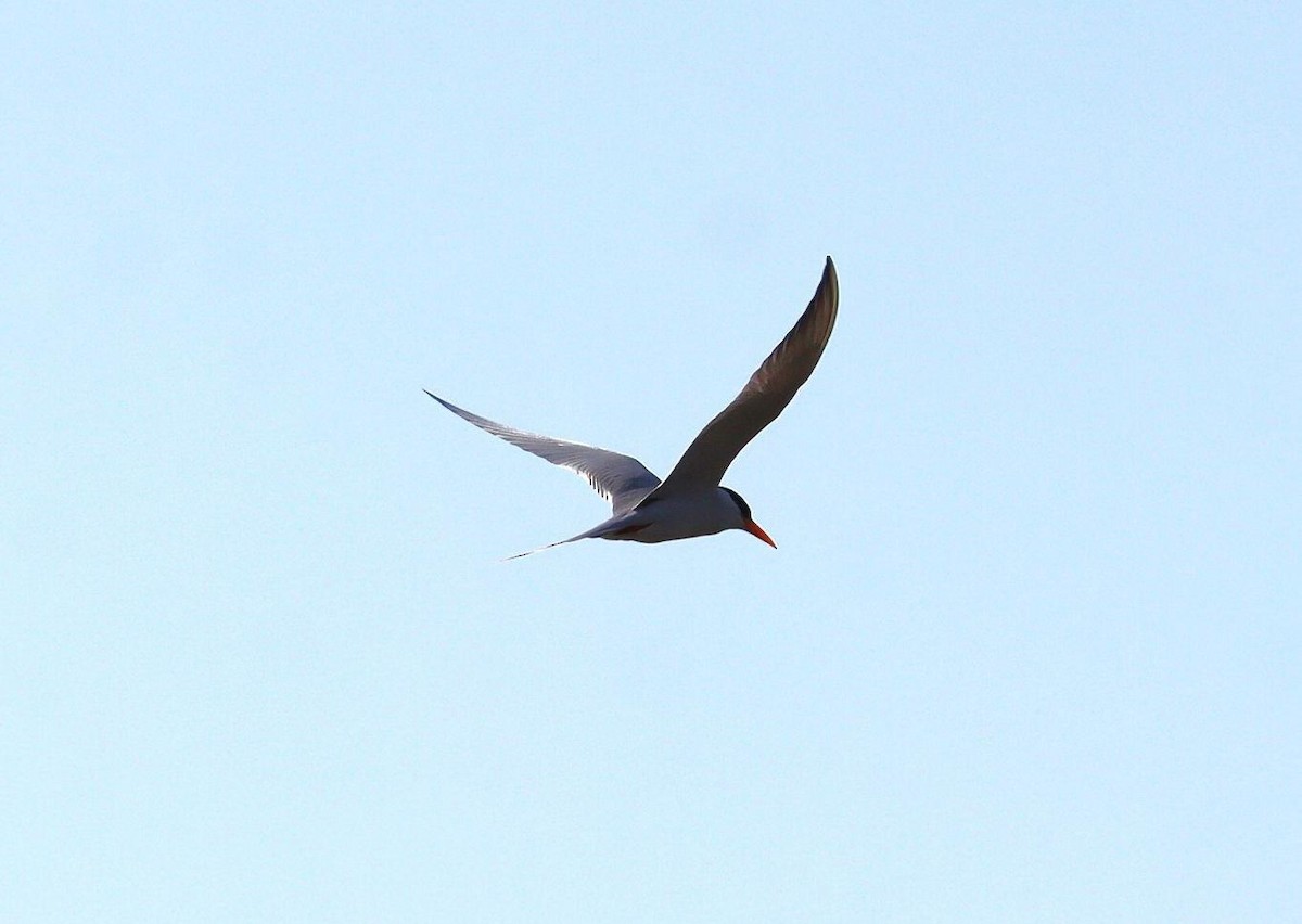 River Tern - ML620329639