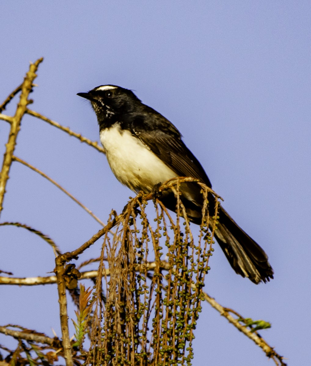 Willie-wagtail - ML620329640