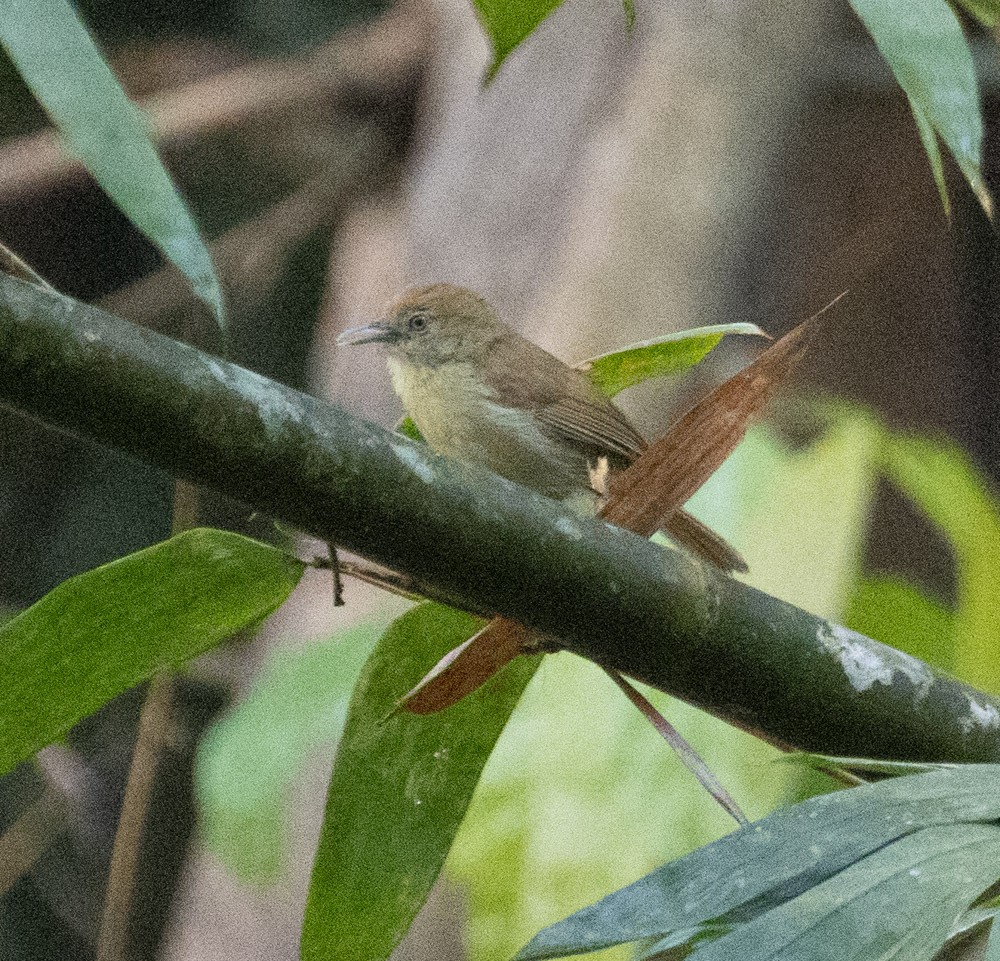 Gray-faced Tit-Babbler - Lindy Fung