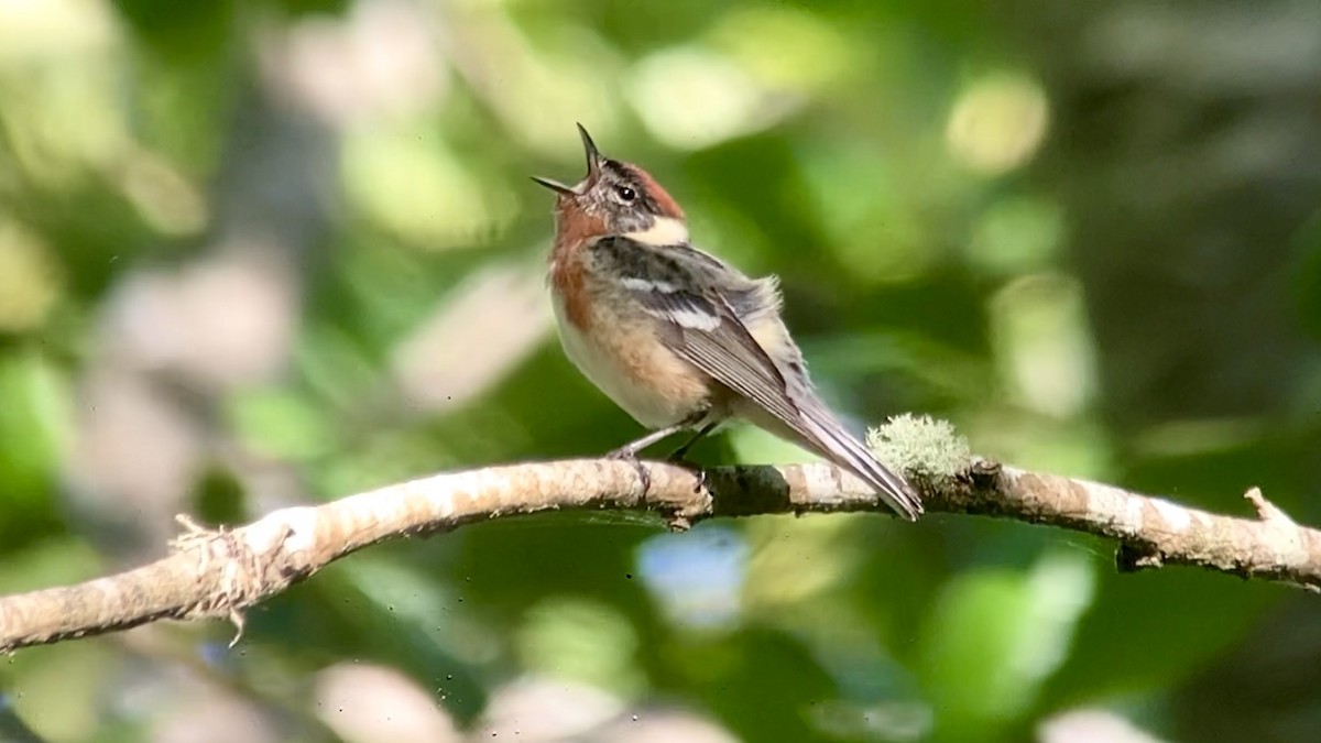 Bay-breasted Warbler - ML620329678