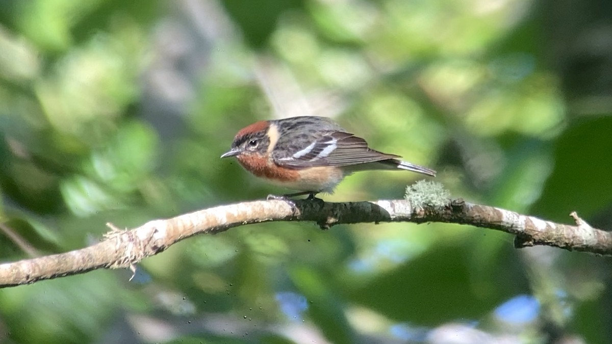 Bay-breasted Warbler - ML620329679