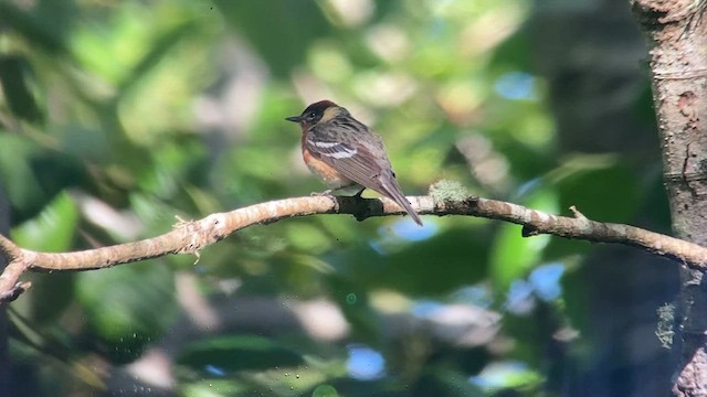 Bay-breasted Warbler - ML620329680