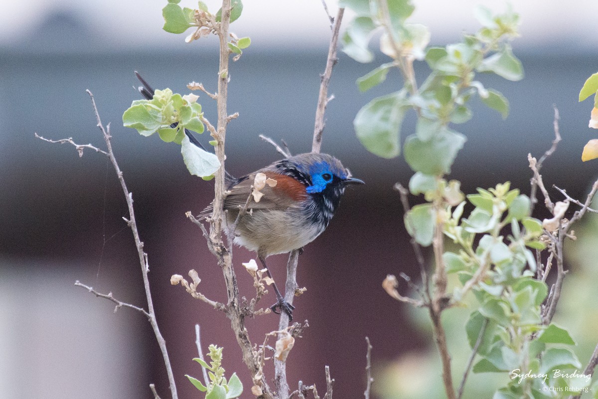 Purple-backed Fairywren (Purple-backed) - ML620329683