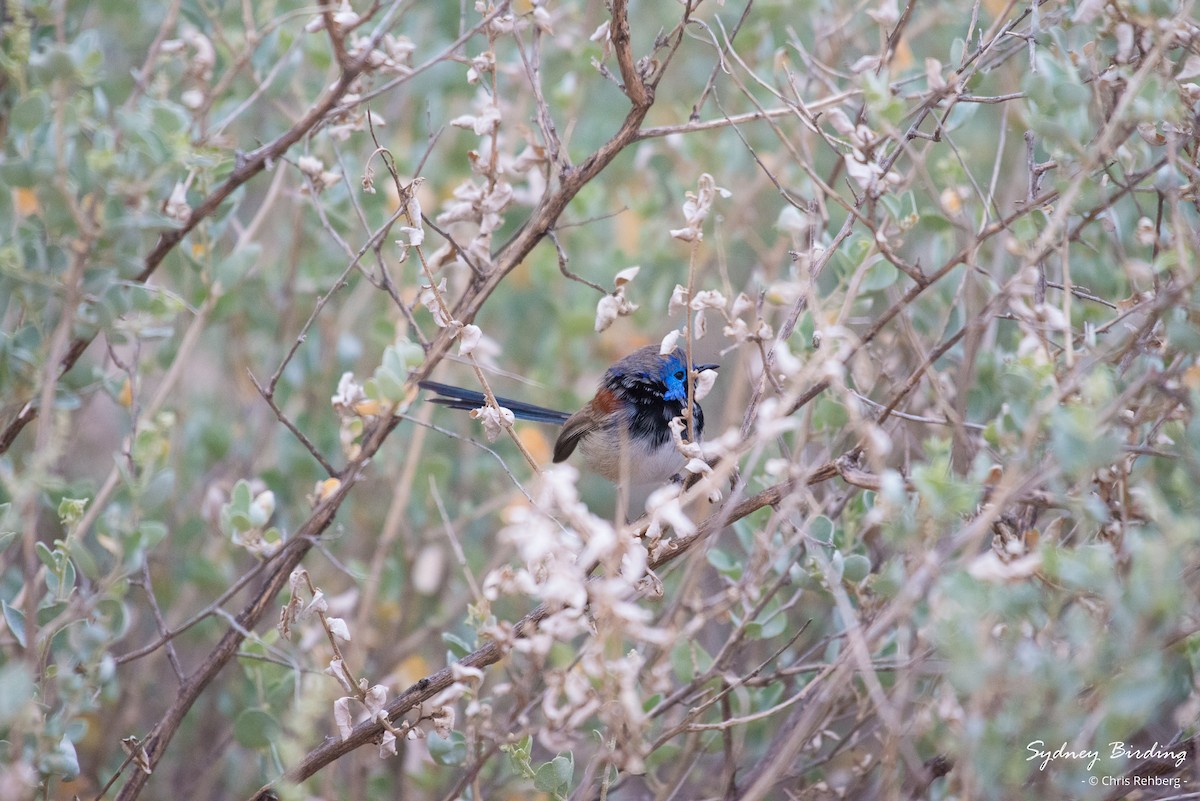 Purple-backed Fairywren (Purple-backed) - ML620329684