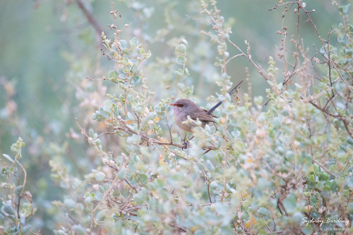 Purple-backed Fairywren (Purple-backed) - ML620329685