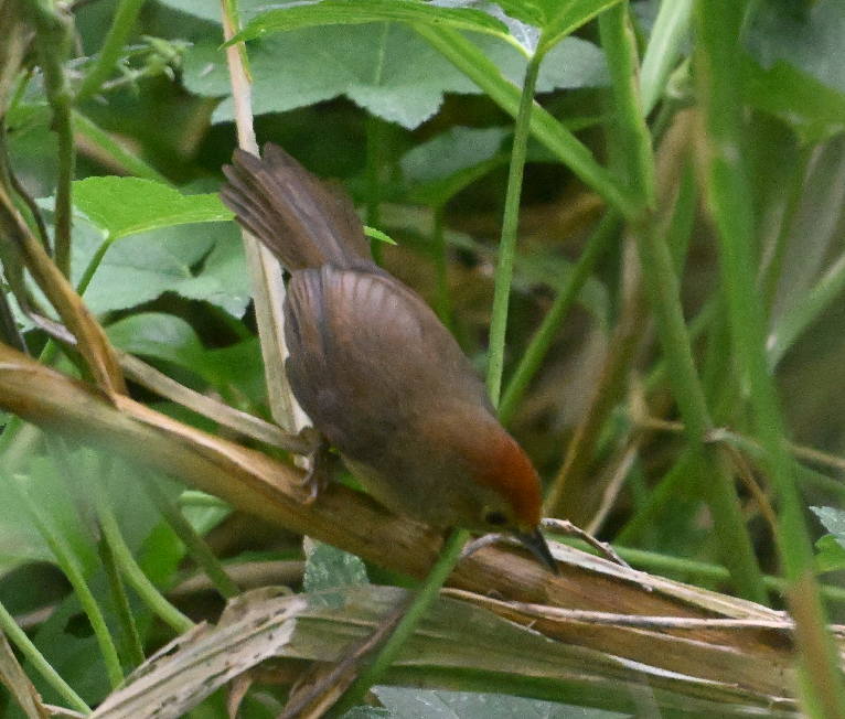 Rufous-capped Babbler - ML620329689