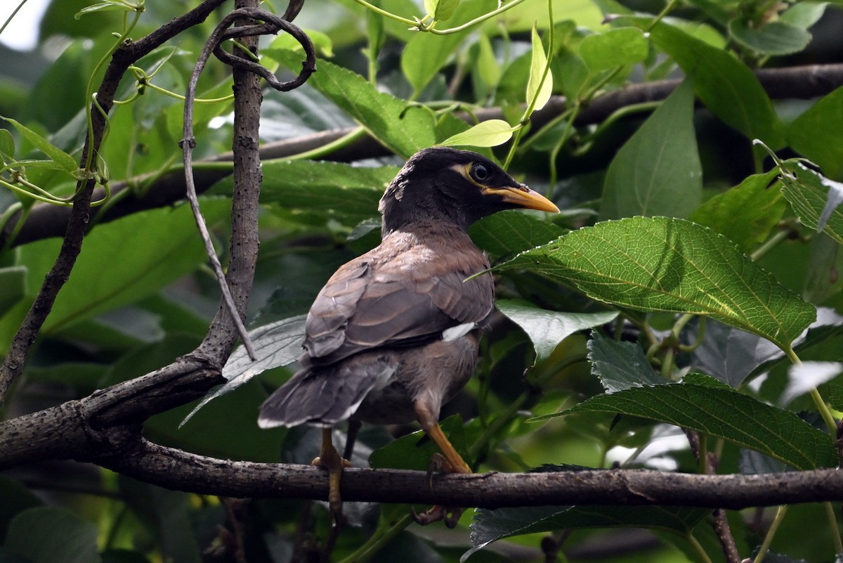 Common Myna - ML620329690