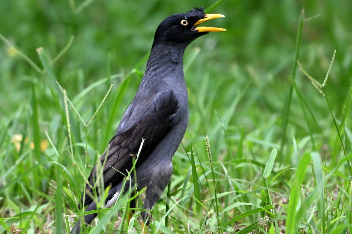 Javan Myna - ML620329691