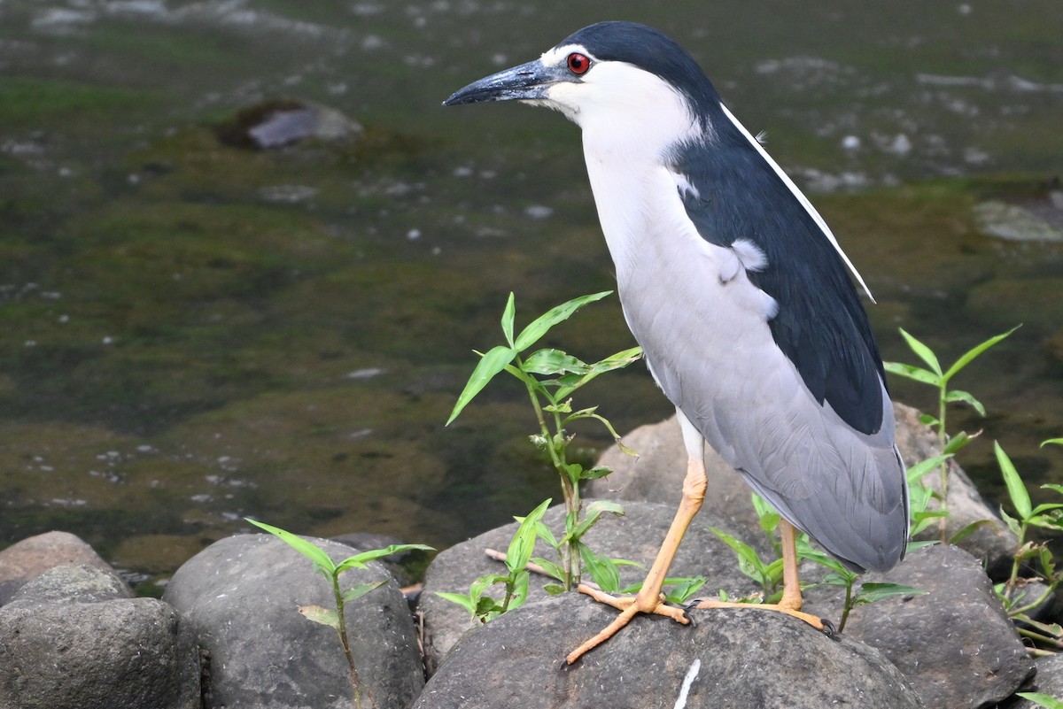 Black-crowned Night Heron - ML620329695