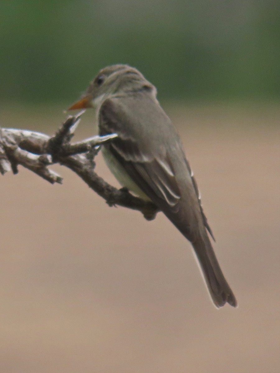 Eastern Wood-Pewee - ML620329700