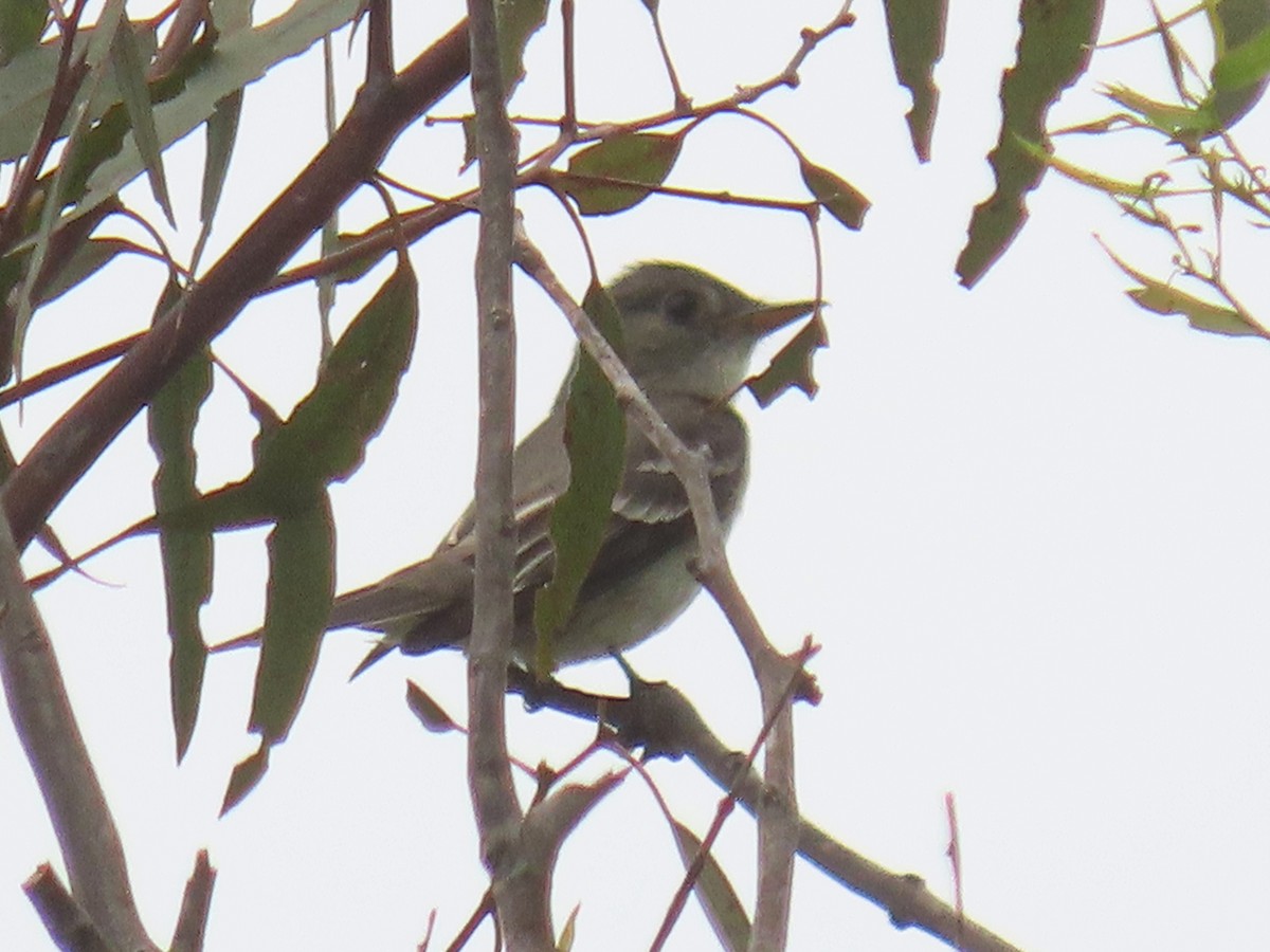 Eastern Wood-Pewee - ML620329702