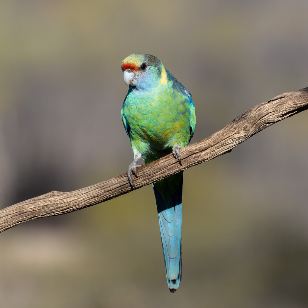 Воротничковый попугай (barnardi) - ML620329714