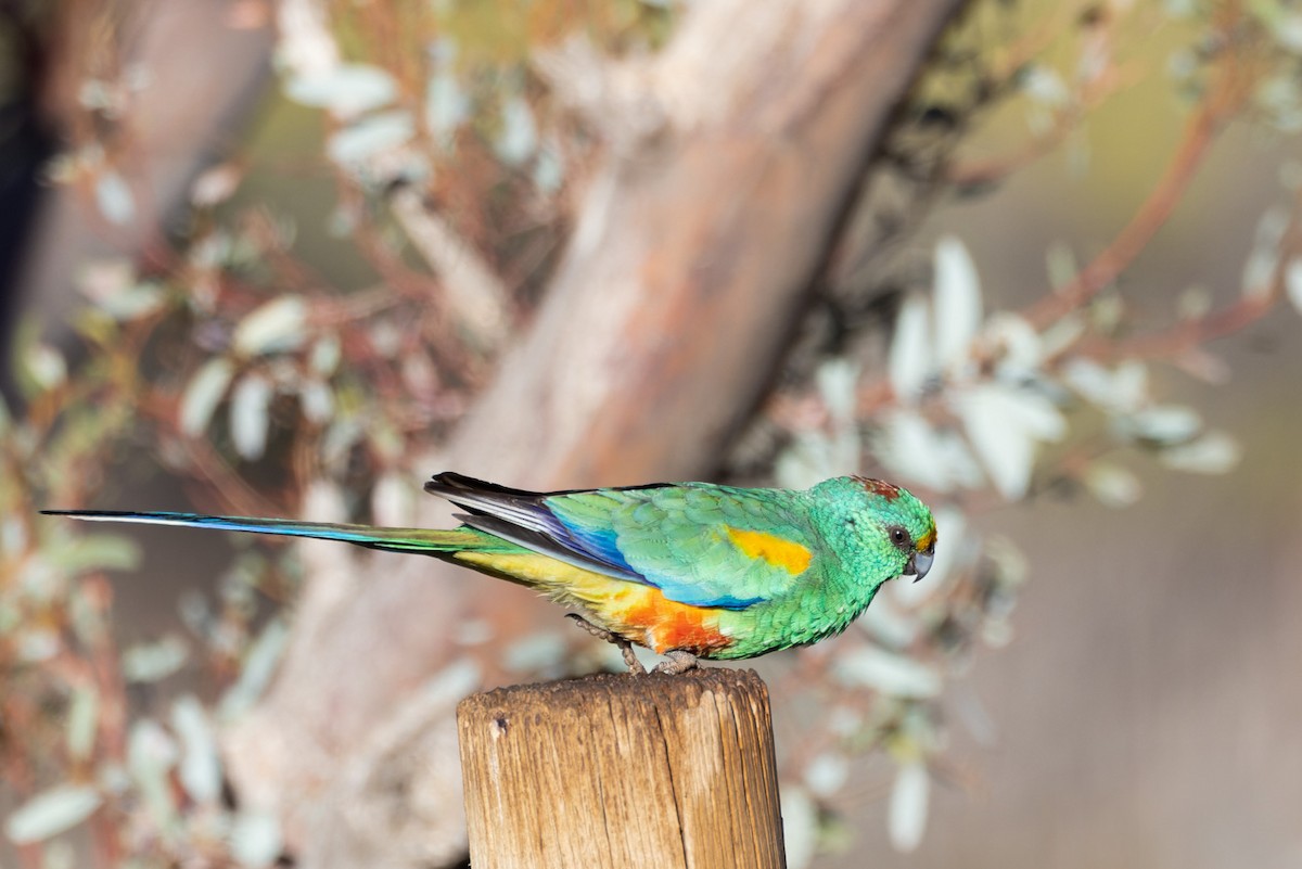 Разноцветный попугайчик - ML620329718