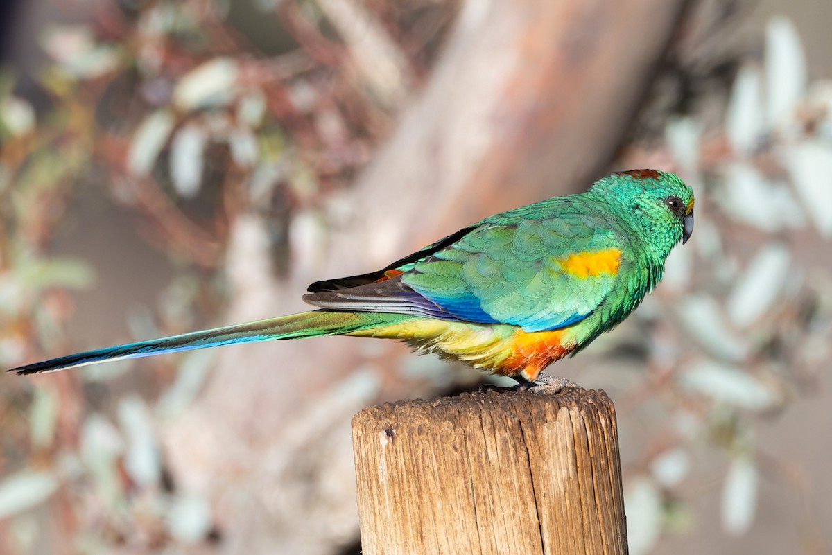 Папужка різнобарвний - ML620329719