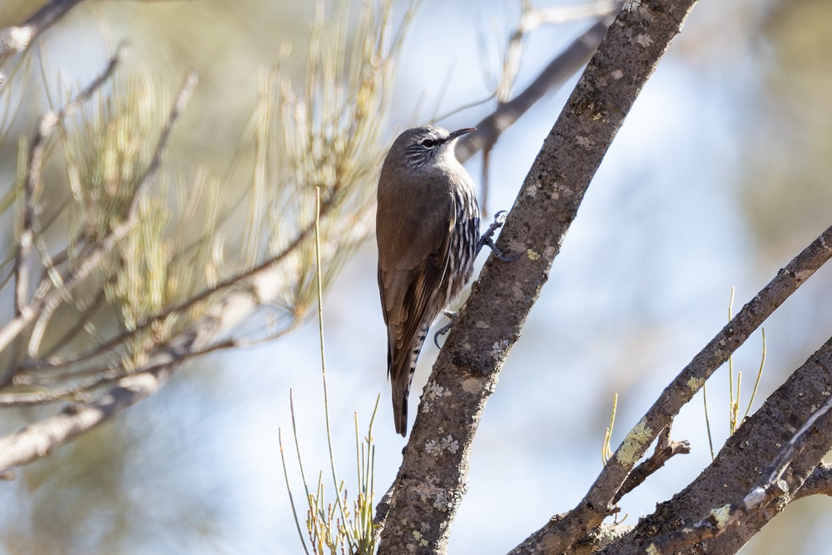 White-browed Treecreeper - ML620329725