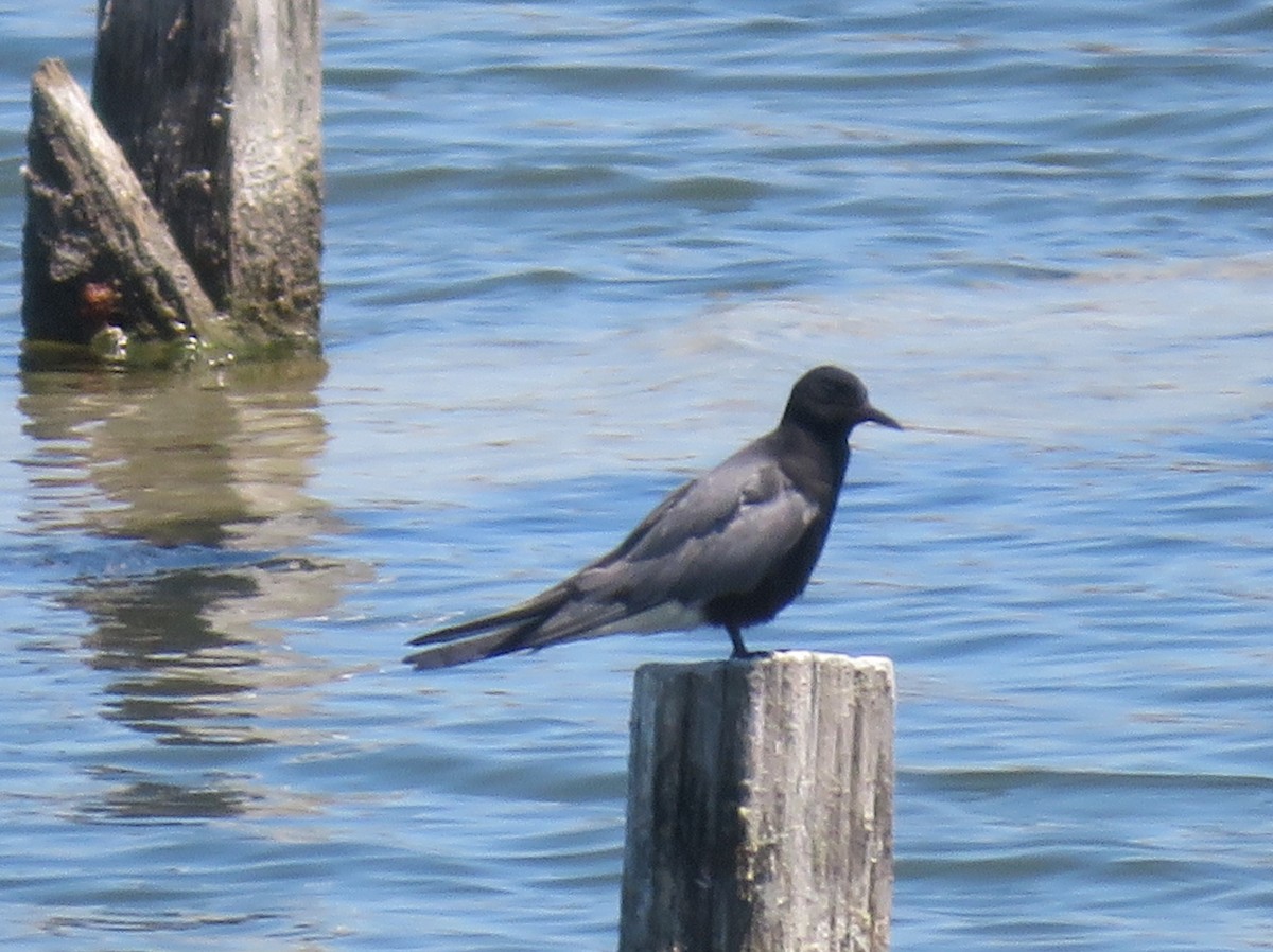 Black Tern - ML620329726