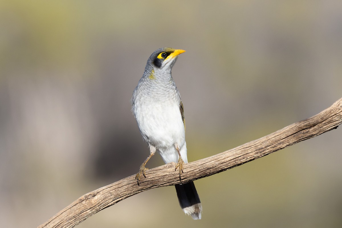 Yellow-throated Miner - ML620329728